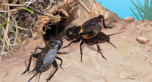 Insecte nourricier : l’élevage des grillons
