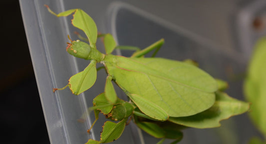 Phyllium gantungense : le phasme feuille à élever chez soi