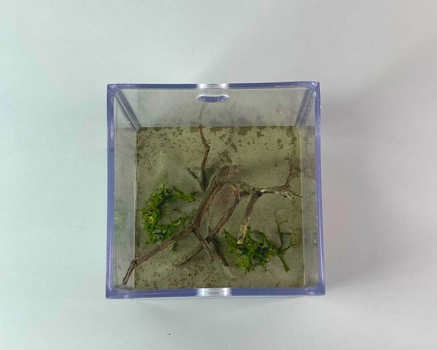 Coto de caza de hormigas - Gran tamaño