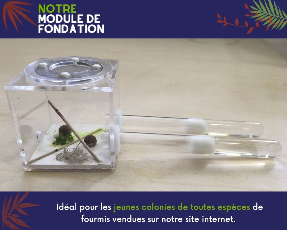 Module de fondation pour fourmis