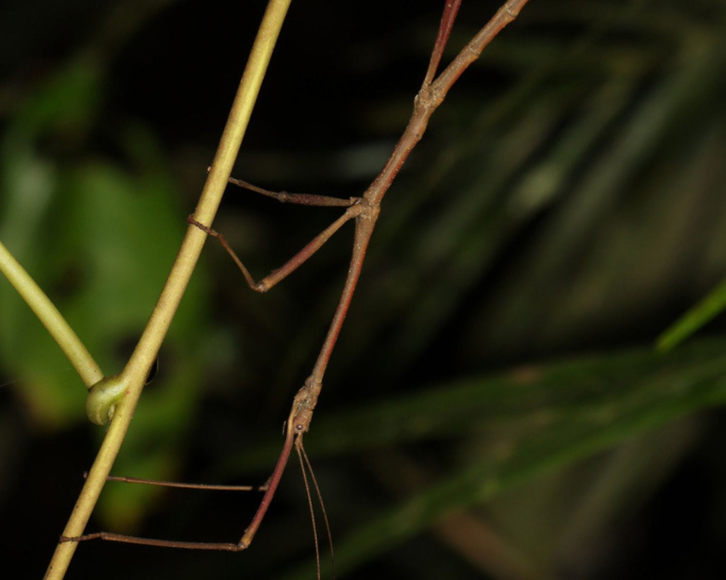 Insecto palo - Hermagoras foliopeda