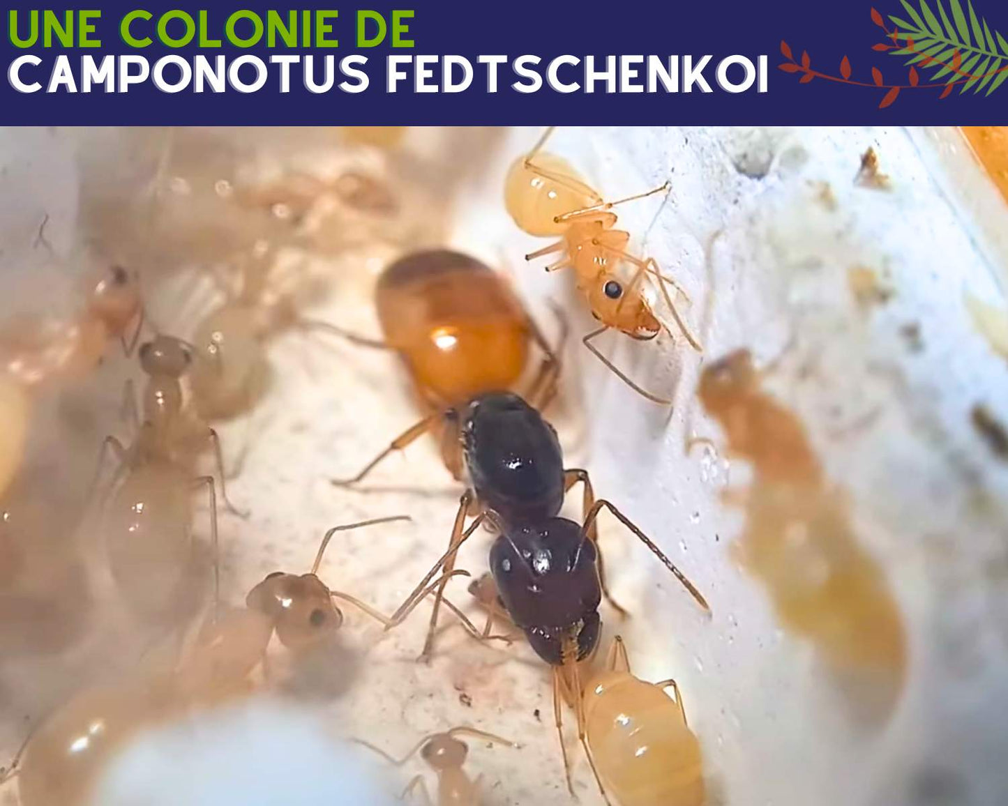 Acheter colonie fourmis Camponotus Fedtschenkoi