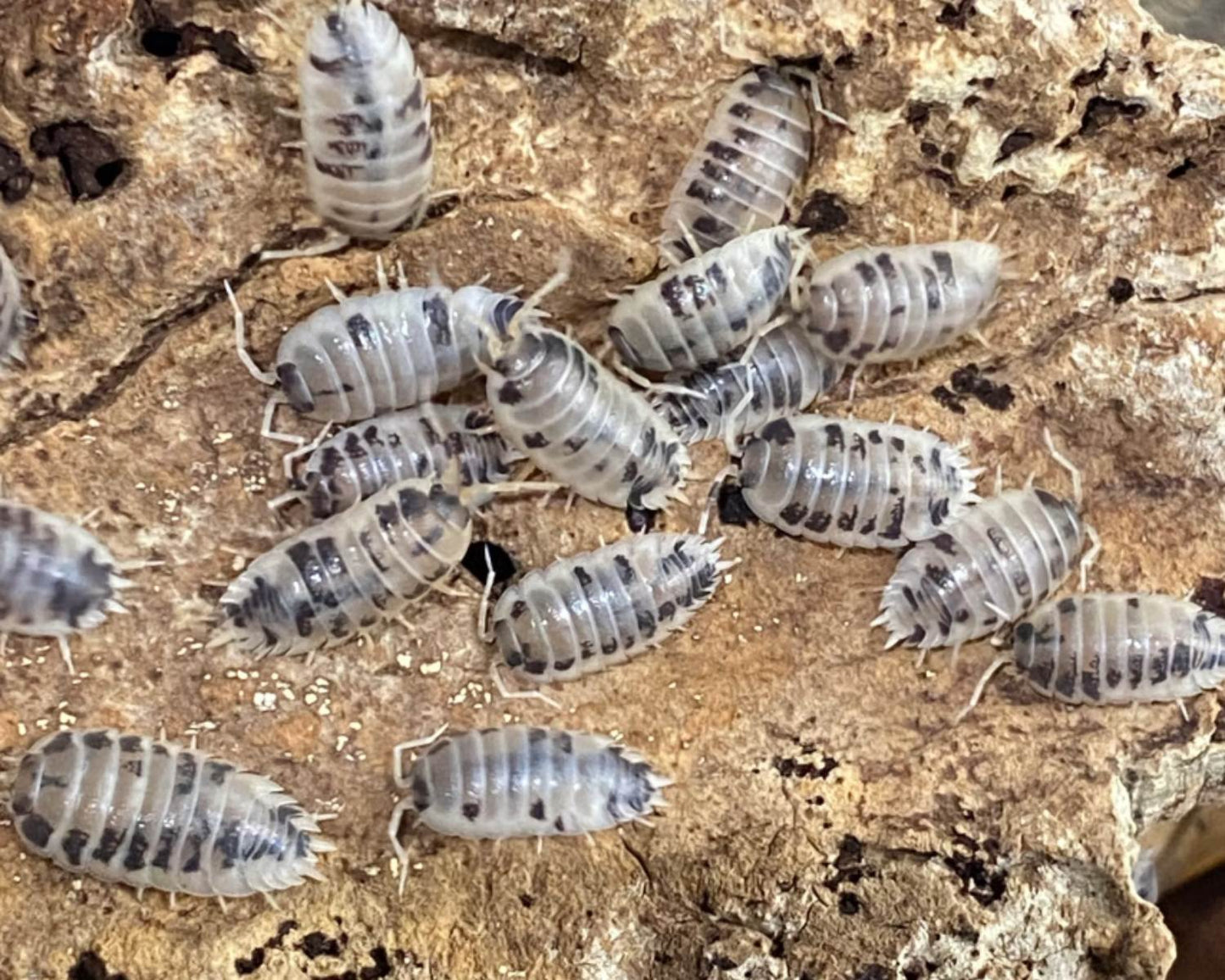Woodlice - vaca lechera Porcellio laevis