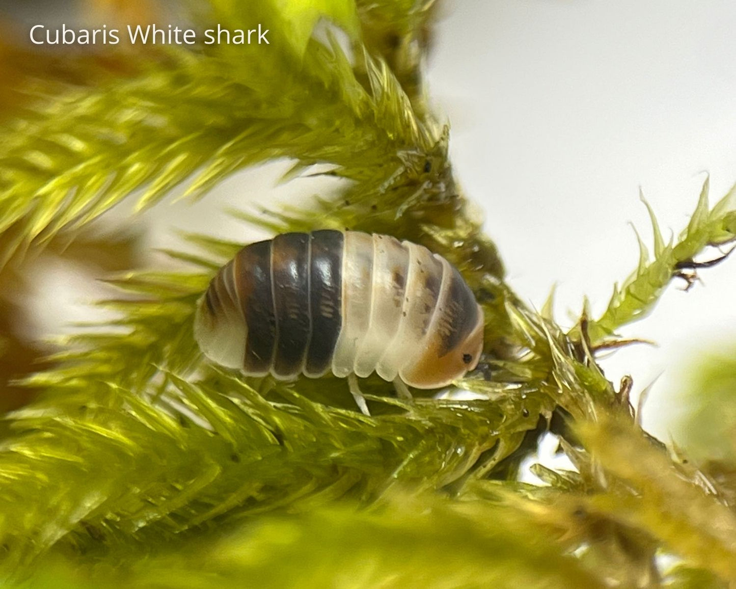 Kit de cría de cochinillas - Cubaris Panda king