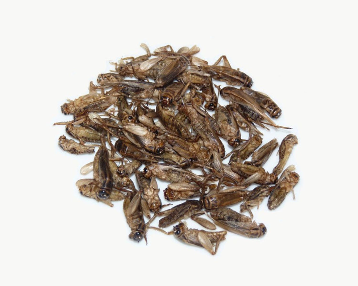 Grillos Deshidratados 5g