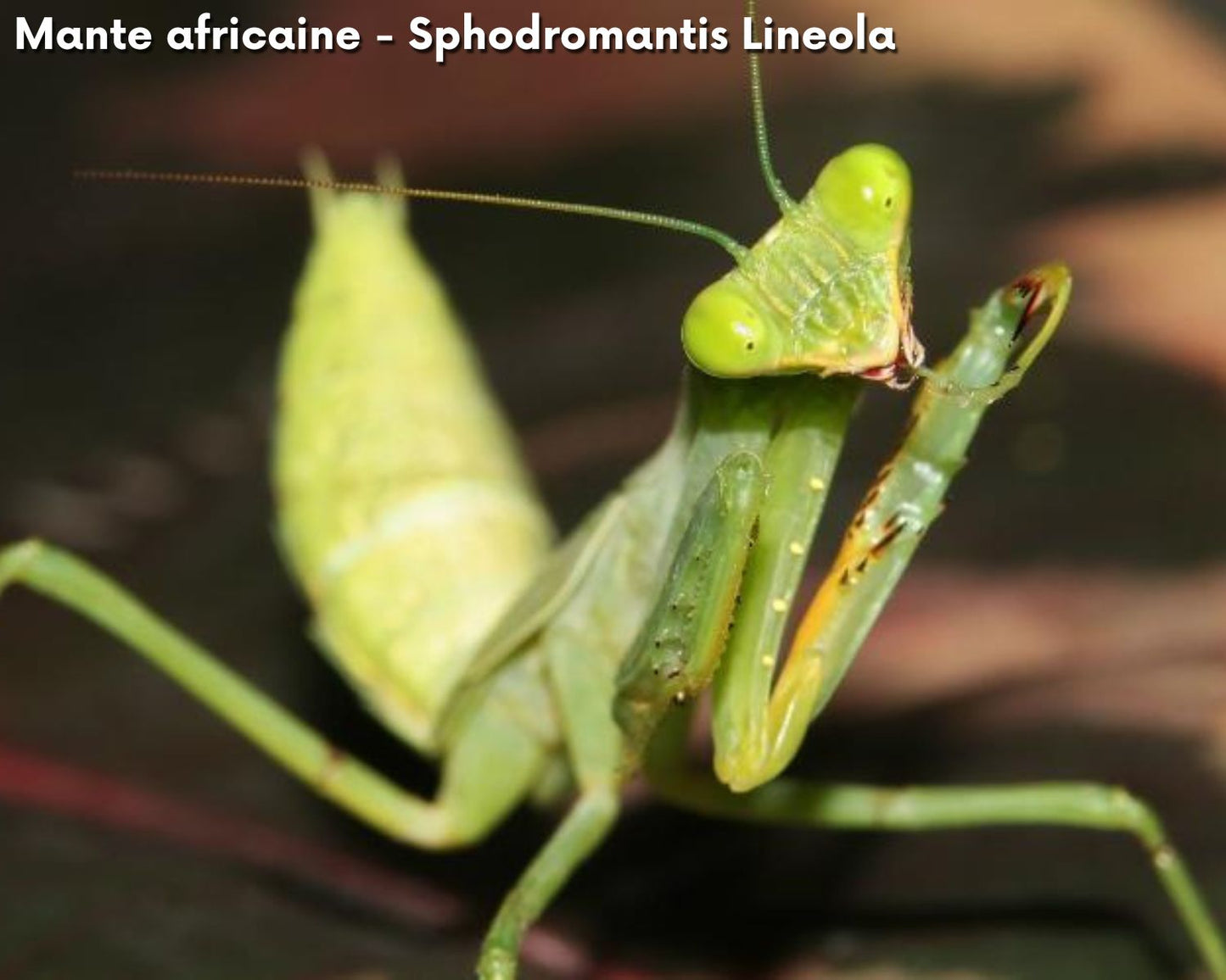 Kit de cría - Mantis (religiosa)