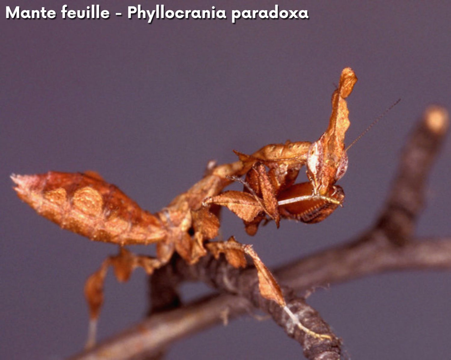 Kit de cría - Mantis (religiosa)
