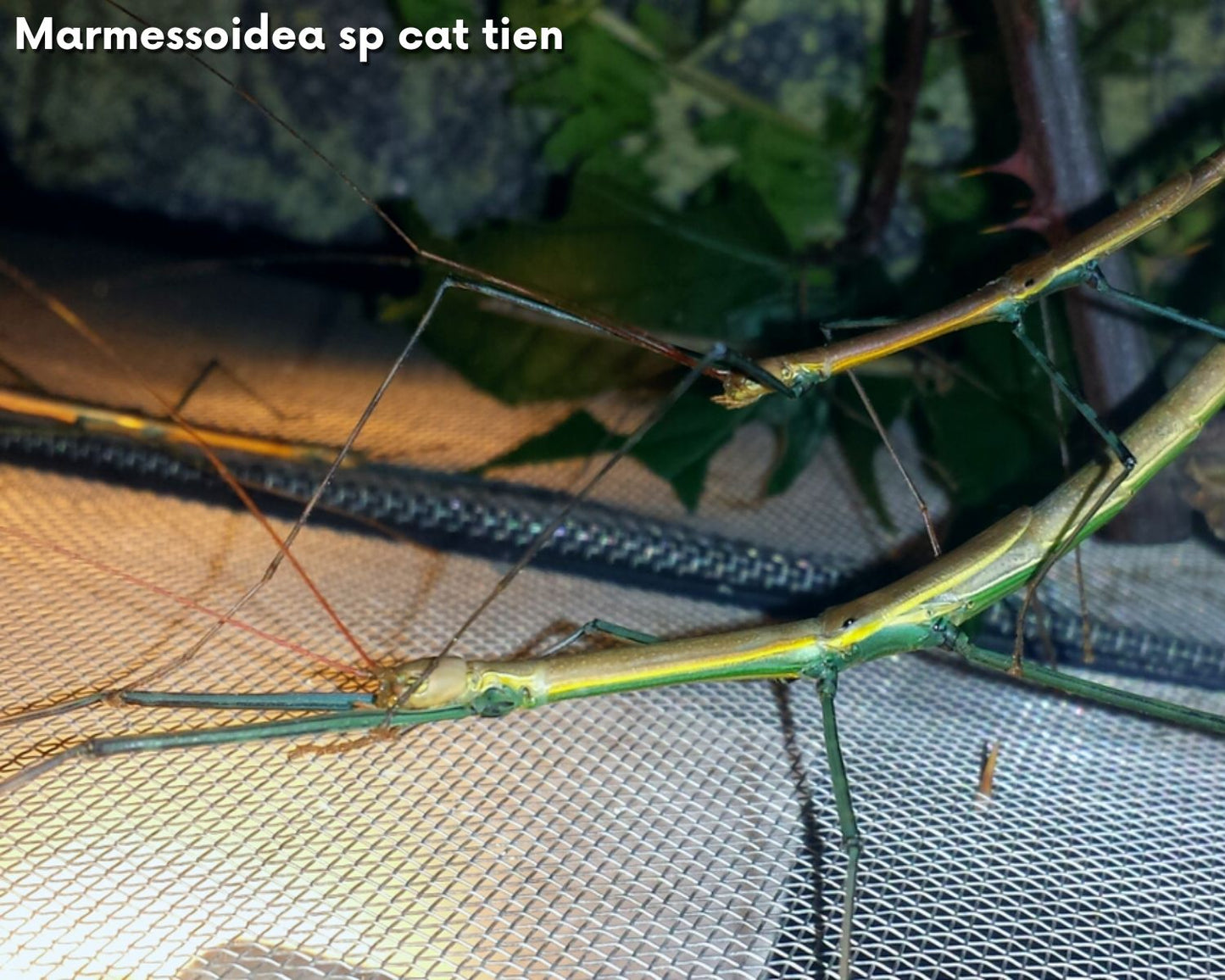 Caja de regalo cría de fásmidos