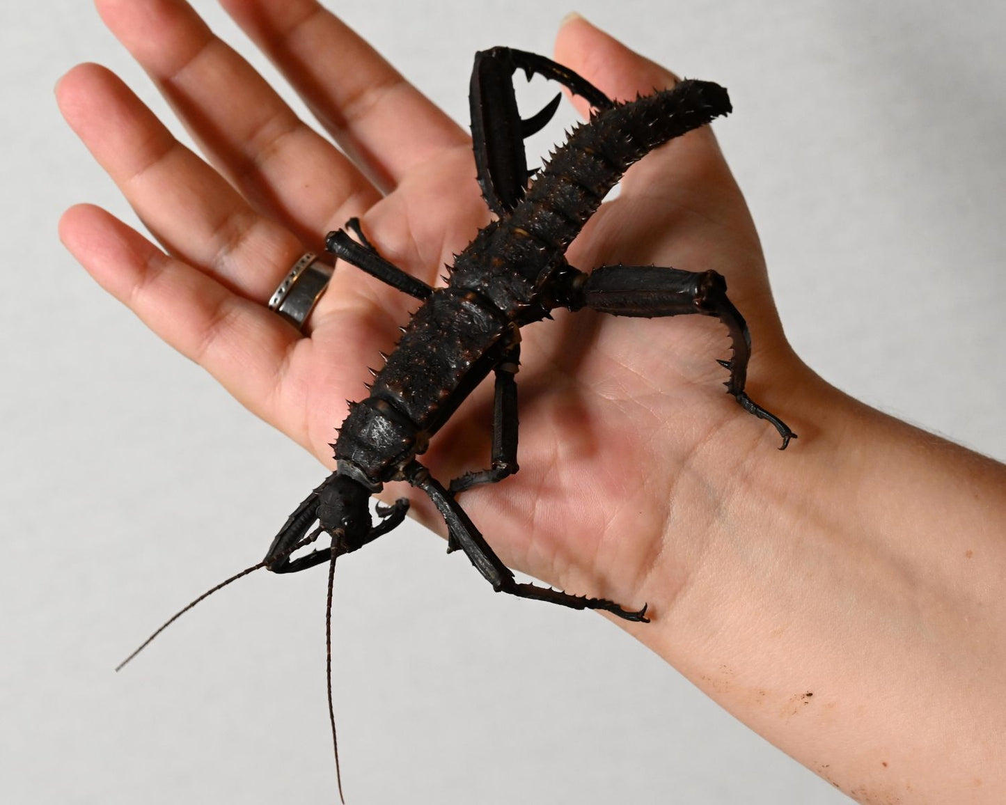 Phasme - Eurycantha horrida