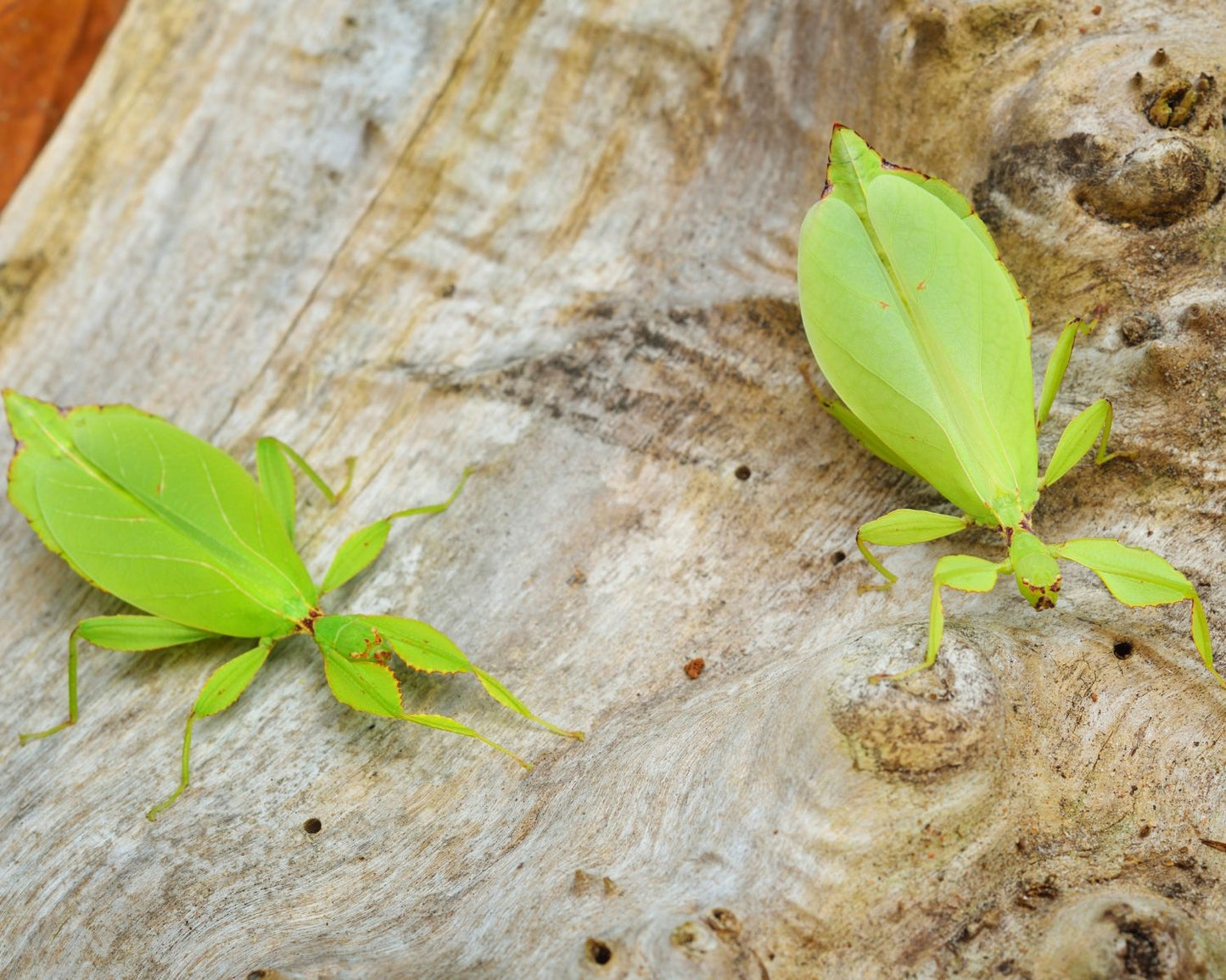 Fásmido hoja - Phyllium philippinicum