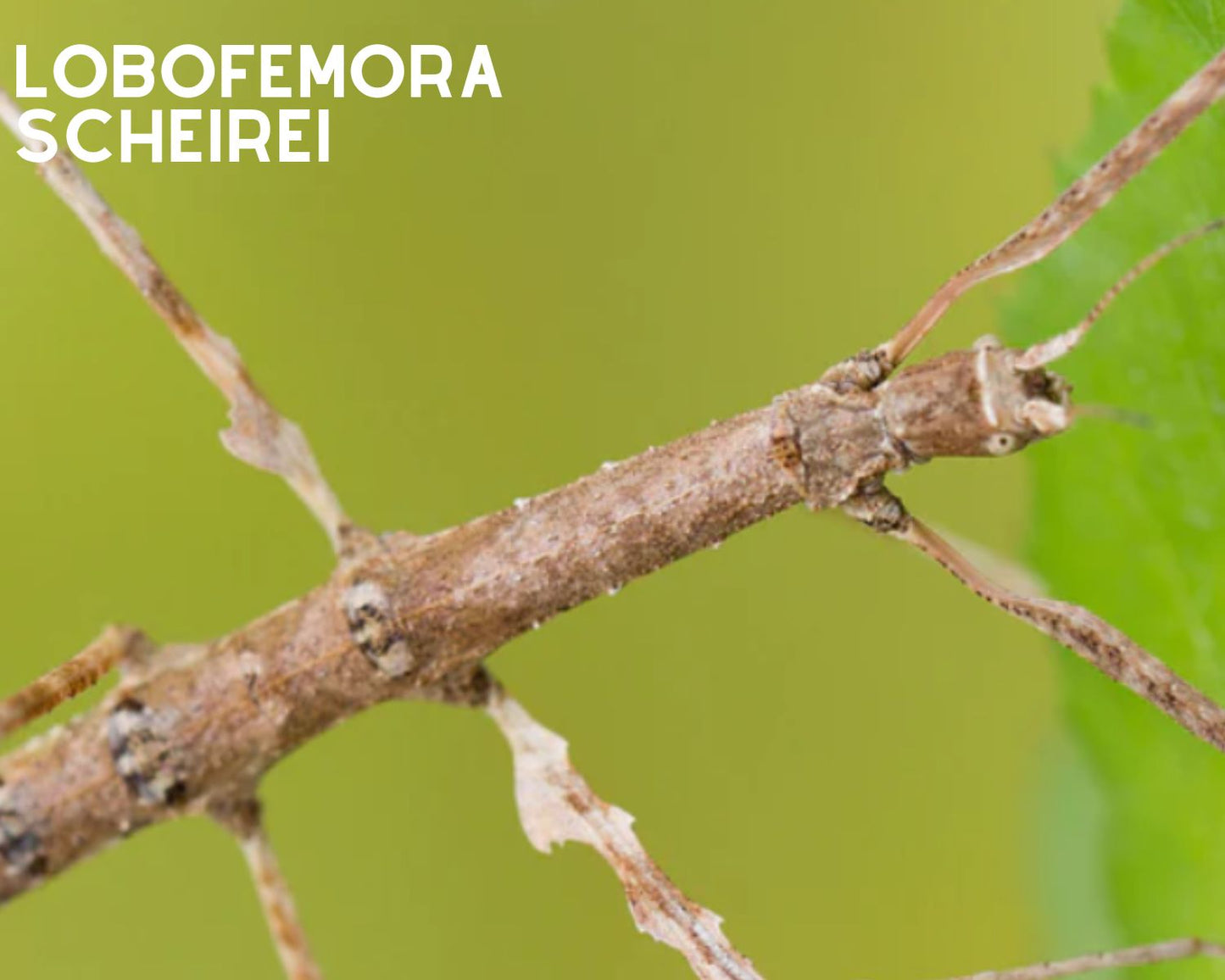 Kit de cría - Fasmidos