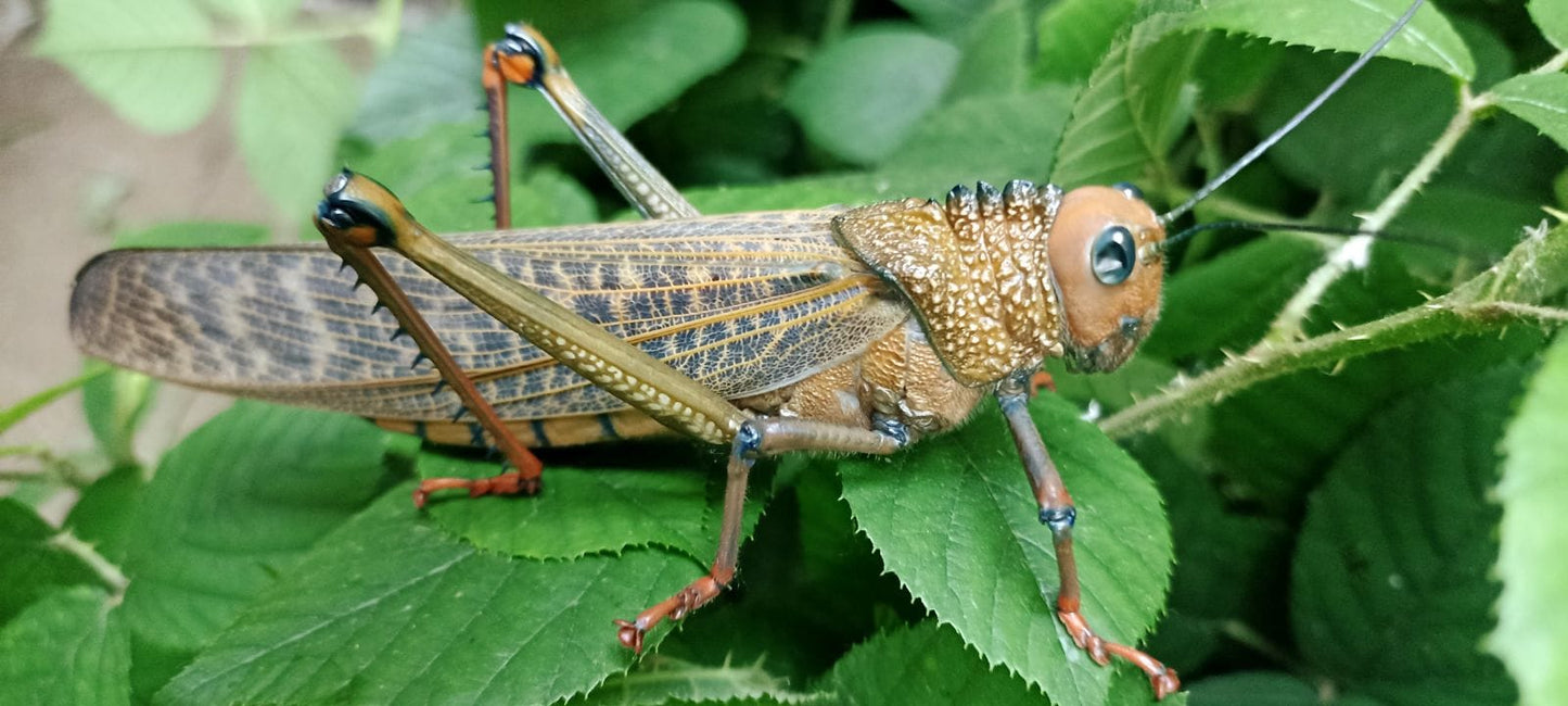 Grillo - Tropidacris cristata