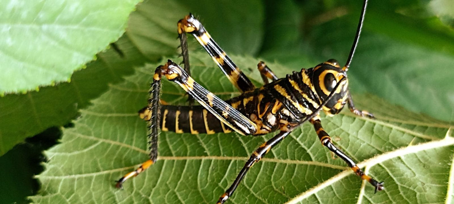 Grillo - Tropidacris cristata