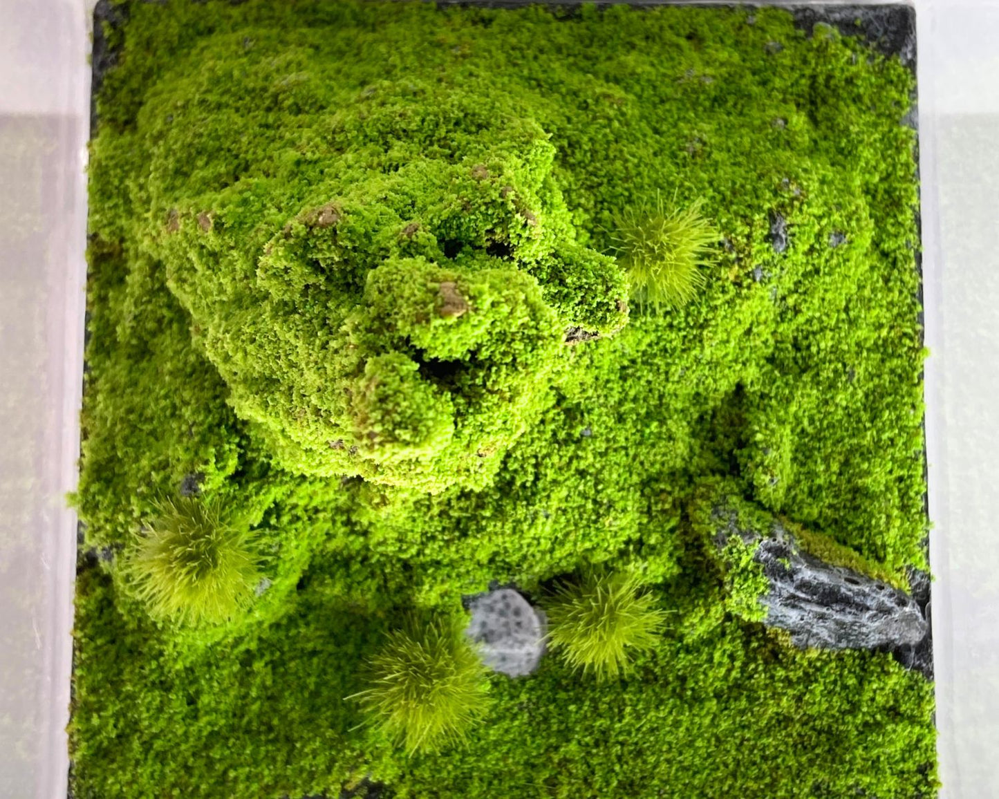 BIORAMA DELUXE Hormiguero