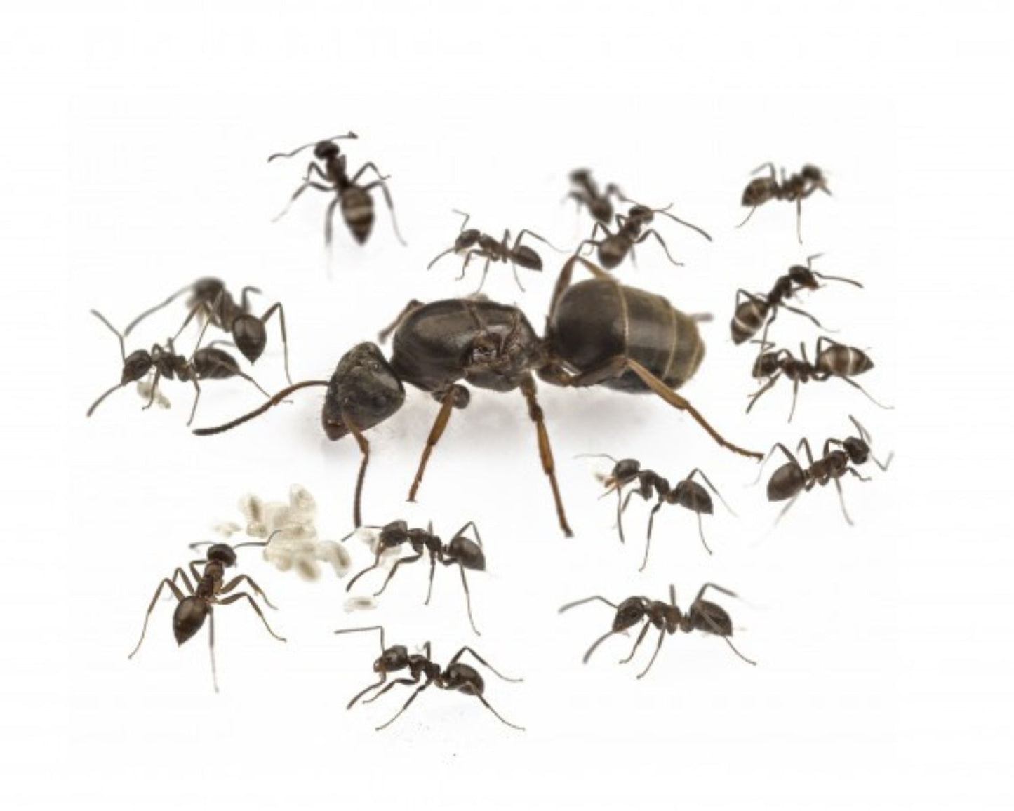 Colonie fourmis Lasius grandis en vente