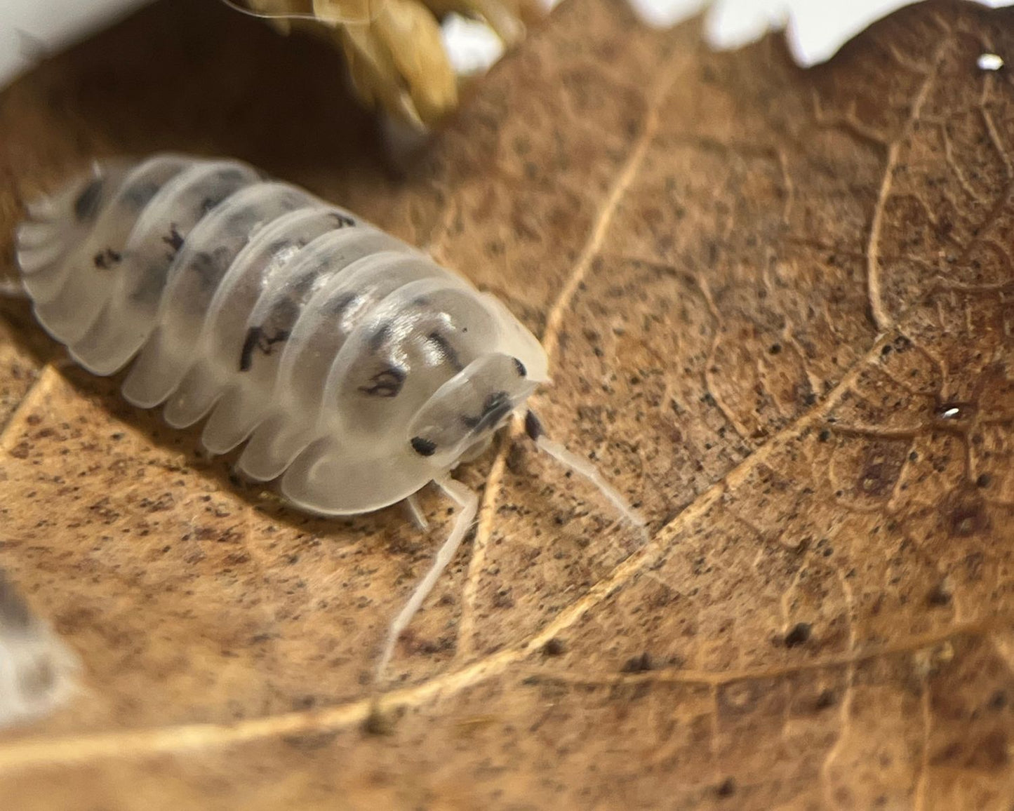 Cloportes - Nesodillo arcangelii “Shiro Utsuri”