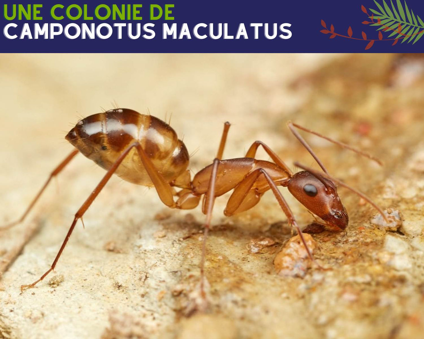 Acheter fourmis componotus maculatus