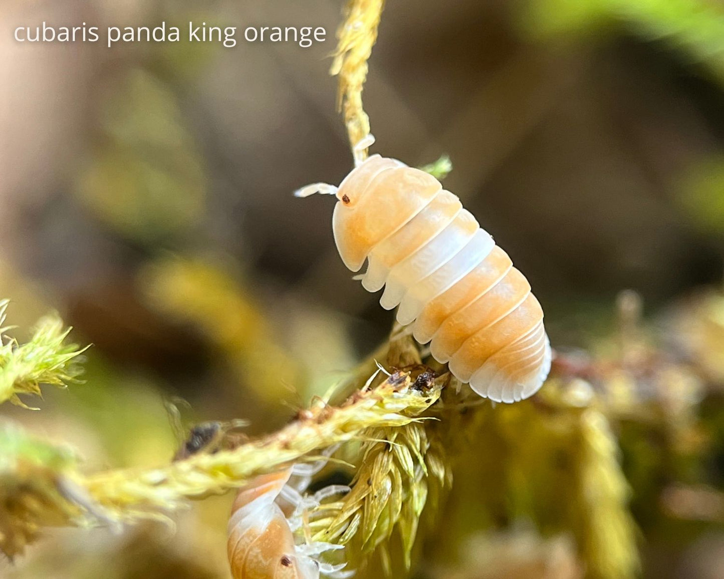 Cochinilla - Cubaris Panda King