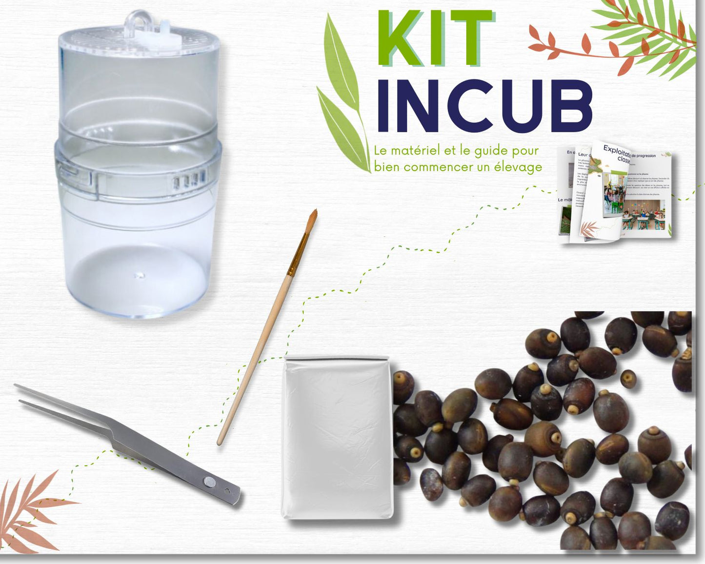 Kit de incubación para huevos de Fasmidos