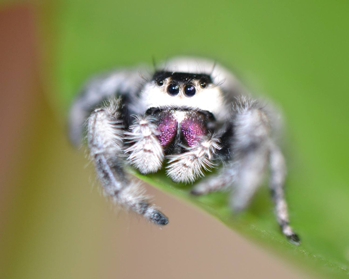 Phidippus Regius Bahamas Blanco