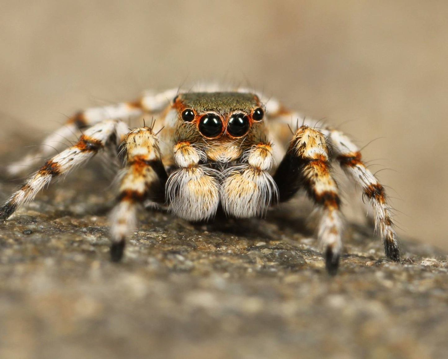 Fidipo Regius Everglade