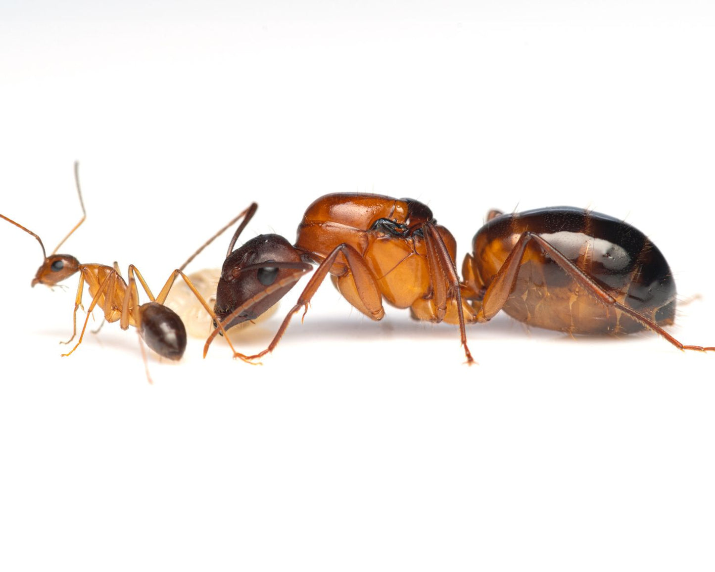 Fourmis - Camponotus pilicornis