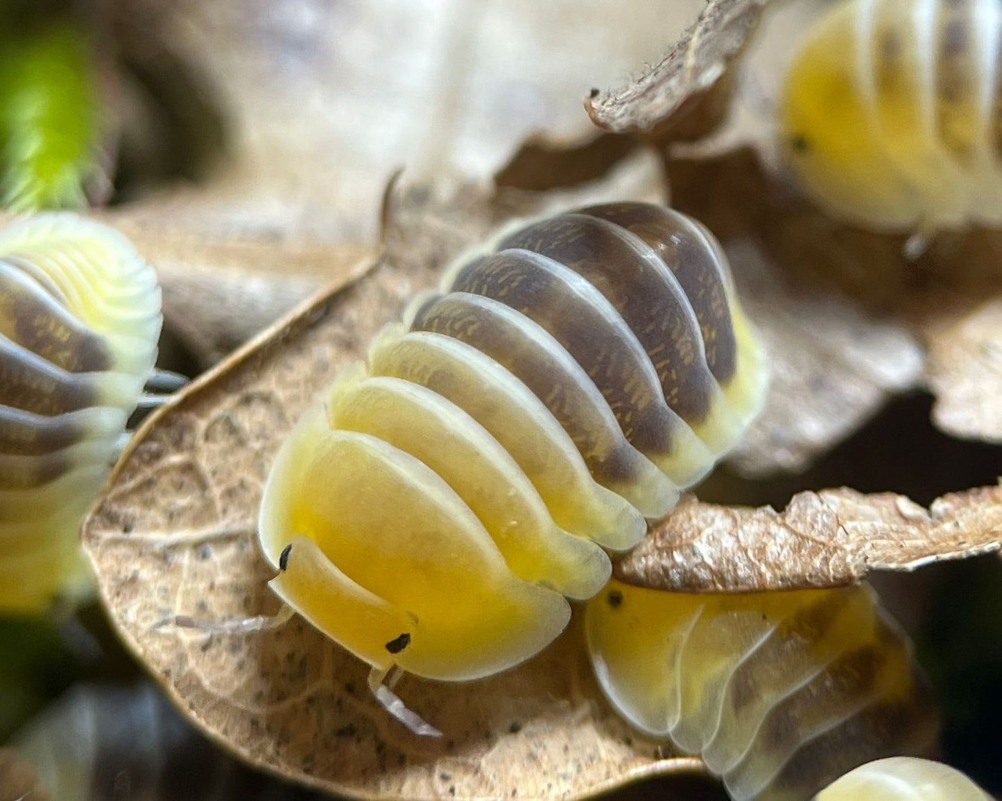 Cloportes - Cubaris Jupiter