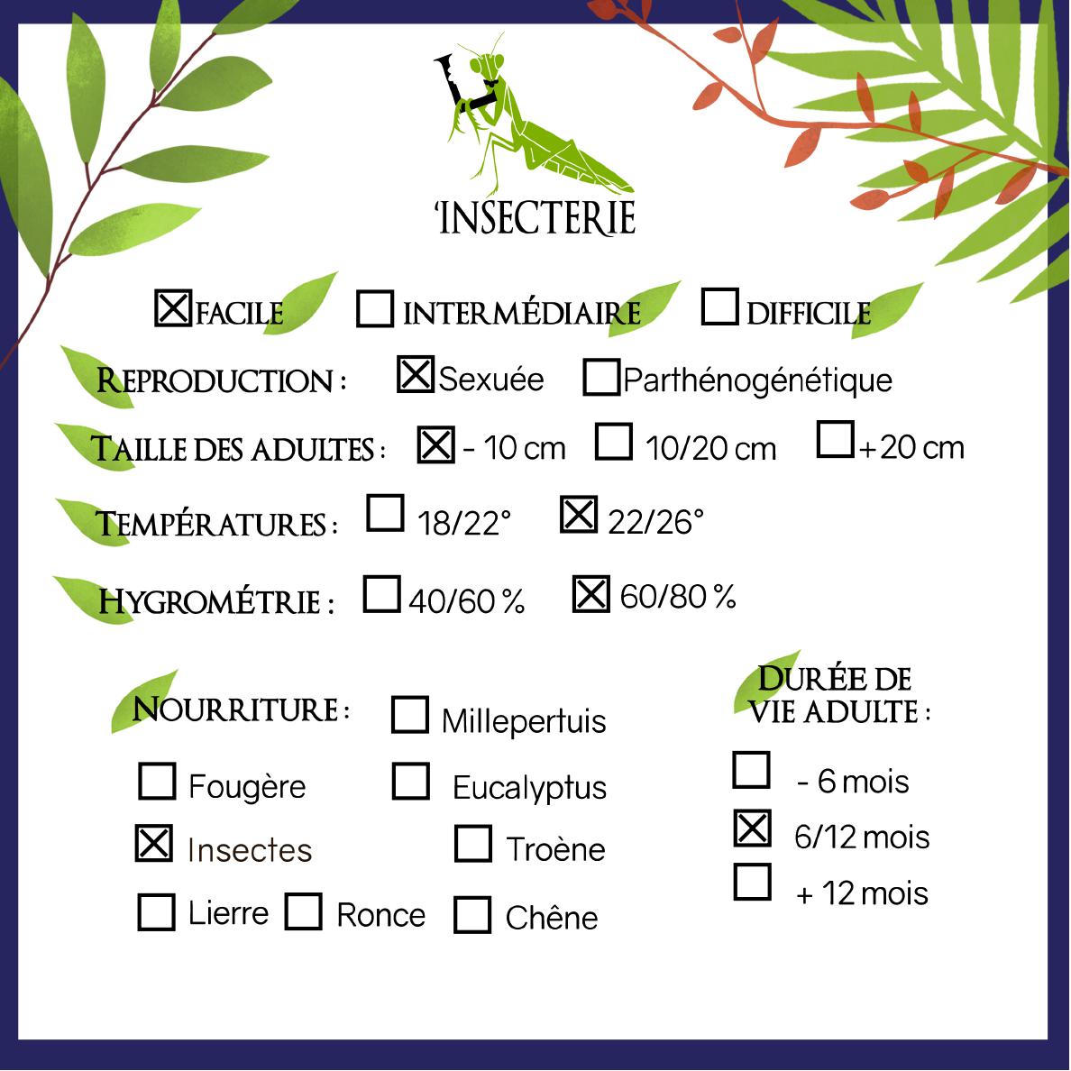 Mantis Hoja - Phyllocrania paradoxa