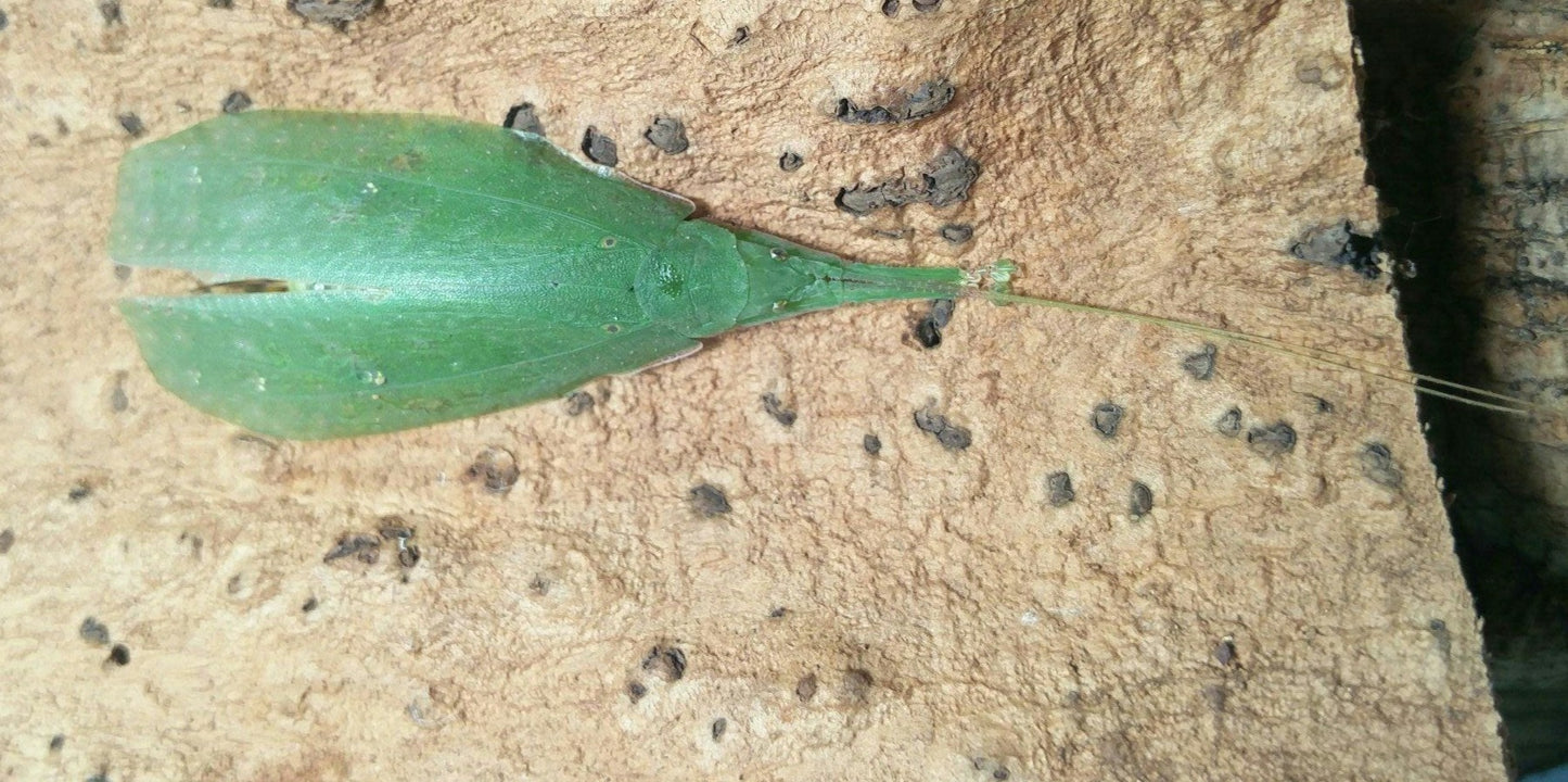 Saltamontes - Stilpnochlora couloniana