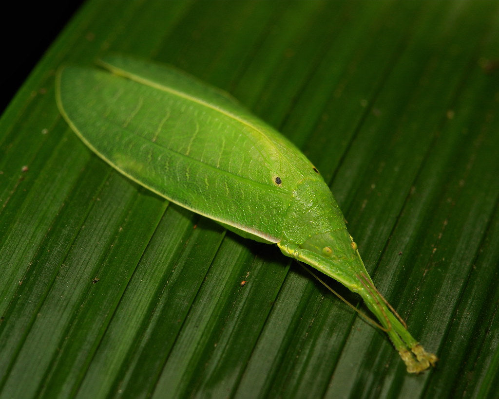 Saltamontes - Stilpnochlora couloniana