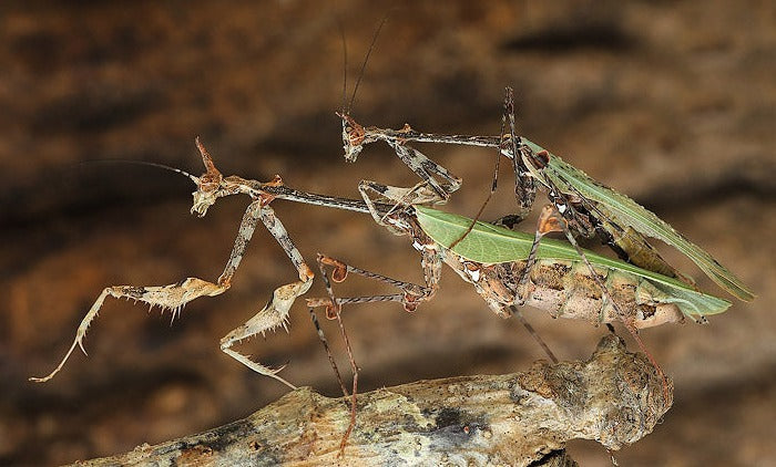 Mantis flor - Chlidonoptera lestoni