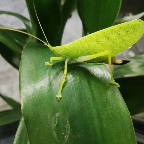 Saltamontes - Stilpnochlora couloniana