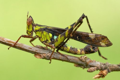Saltamontes - Stilpnochlora couloniana