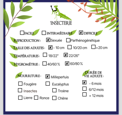 Insecto palo - Asceles margaritatus