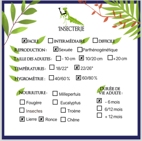 Insecto palo - Oxyartes vietnamensis