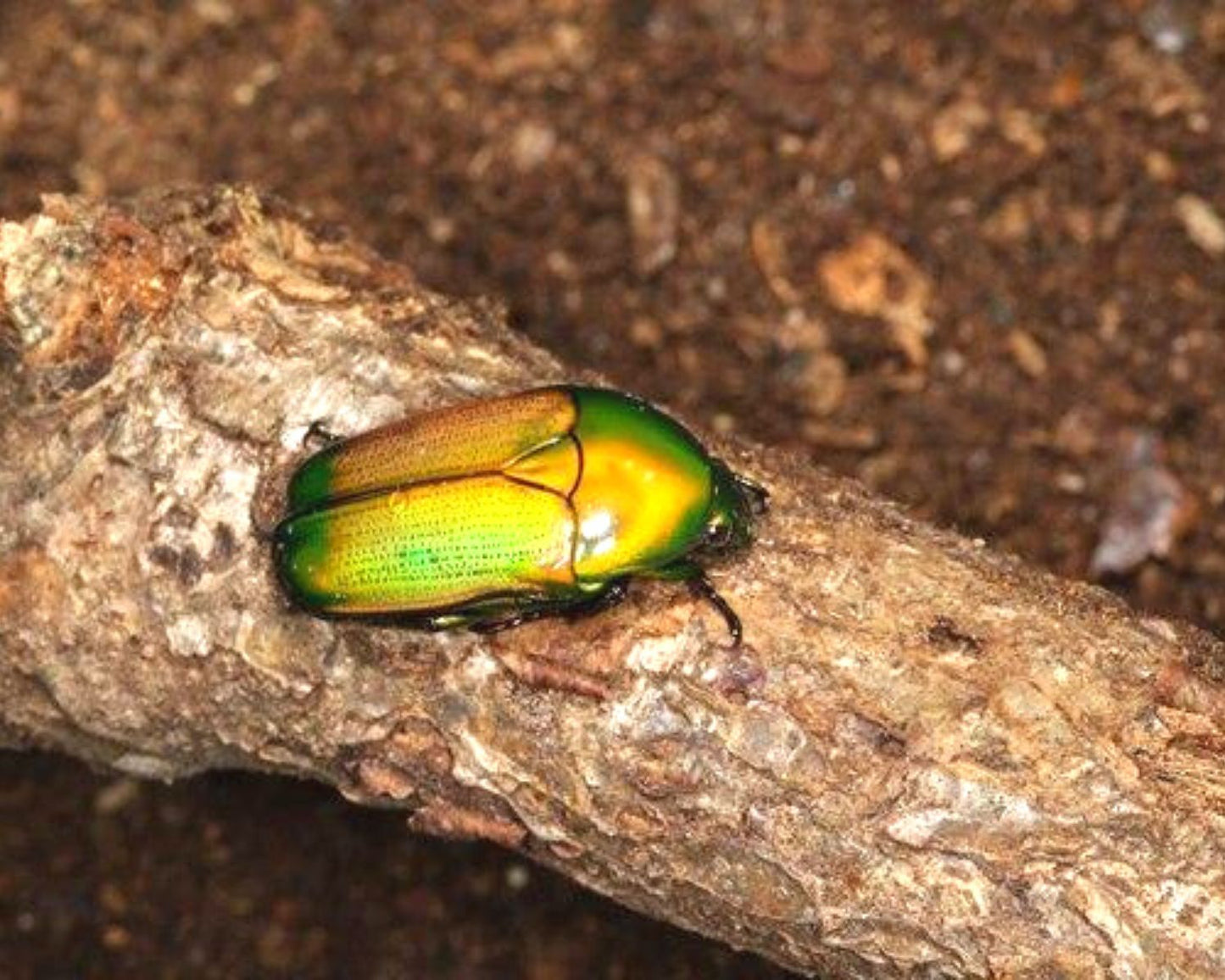 Cetoína - Chlorocala africana africana