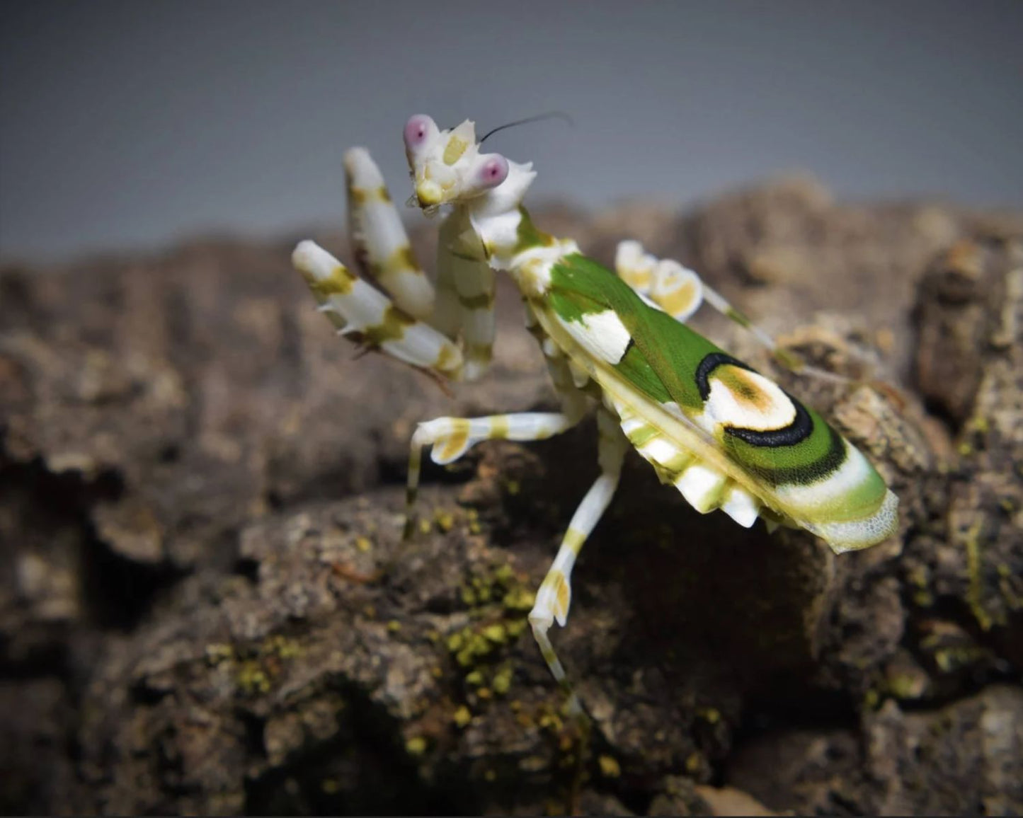 Mantis flor - Chlidonoptera lestoni