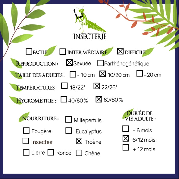 Fásmidos - Necroscia annulipes