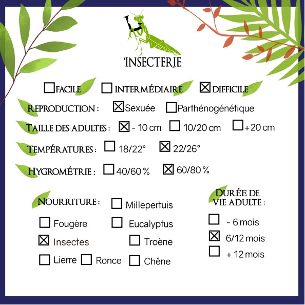 Mantis orquídea - Hymenopus coronatus