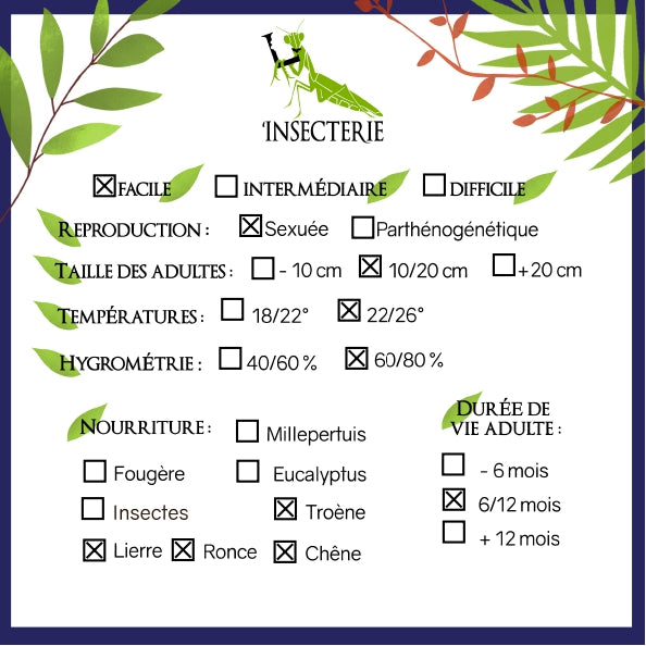 Fásmidos - Hermagoras cultratolobatus