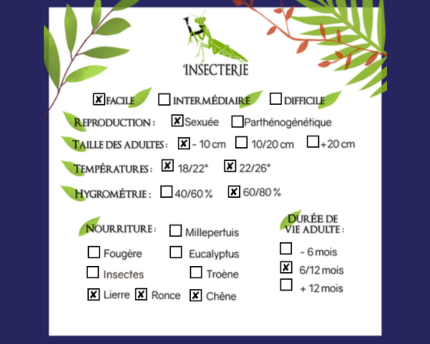 Fásmido - Eurycantha insularis (coriacea)