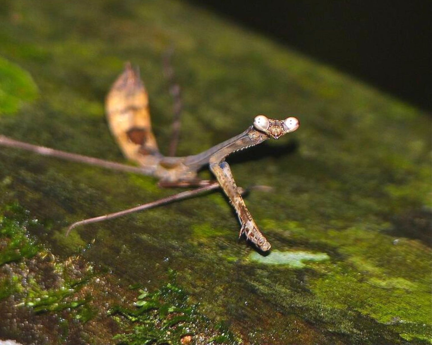 Mantis - Euchomenella heteroptera