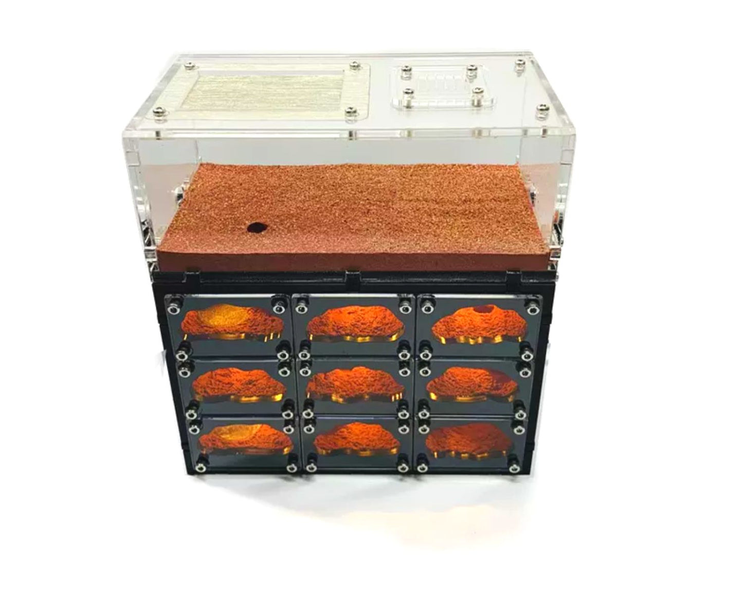 Hormiguero Con LED + Zona De Caza - Gran Formato
