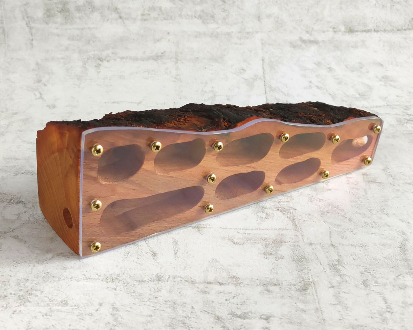 Hormiguero de madera de haya 20 x 6cm