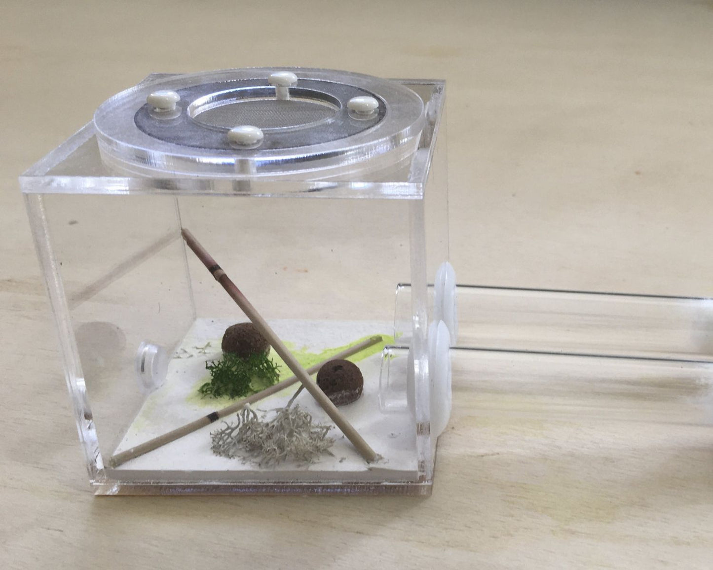 Módulo de cimentación - hormigas