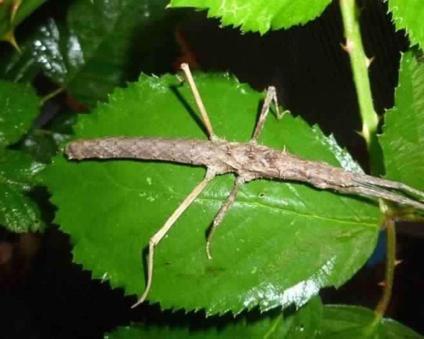 Fásmido - Neohirasea sp "Cat Ba