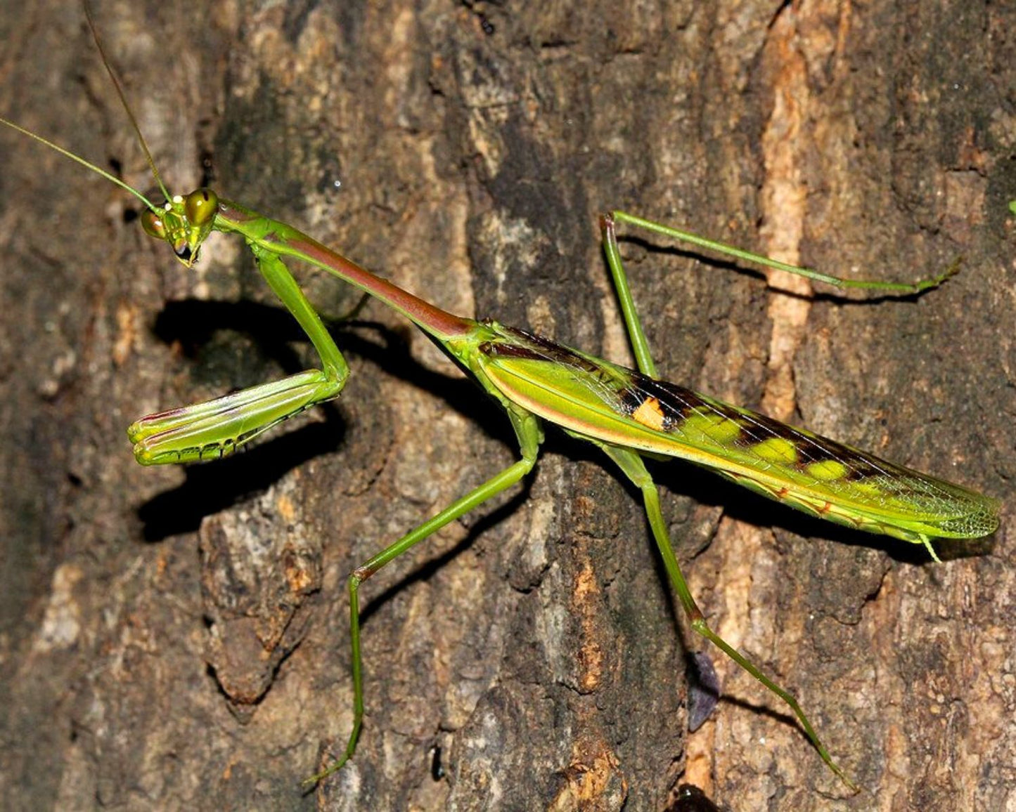 Mantis - Omomantis zebrata