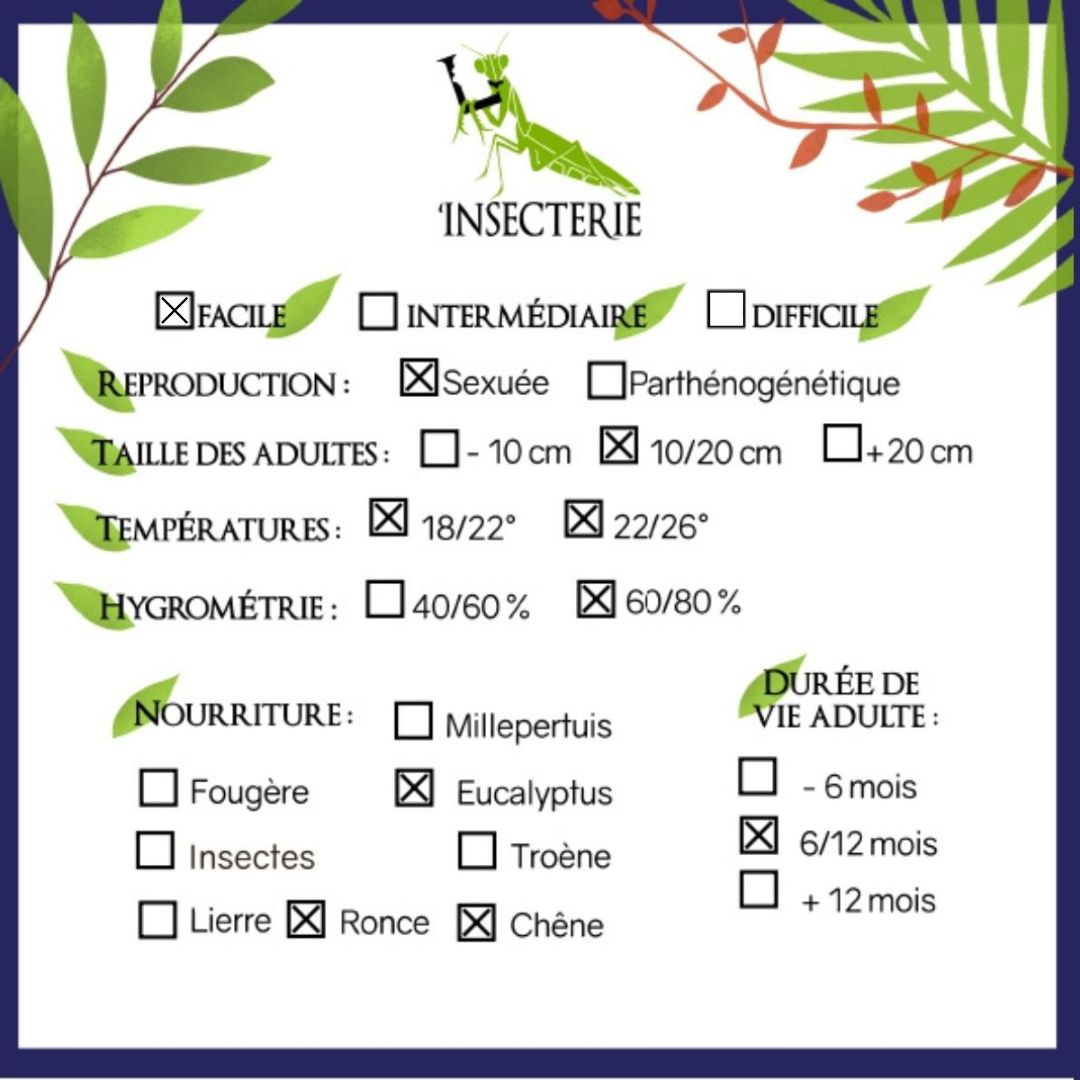 Fásmido Escorpión - Extatosoma tiaratum