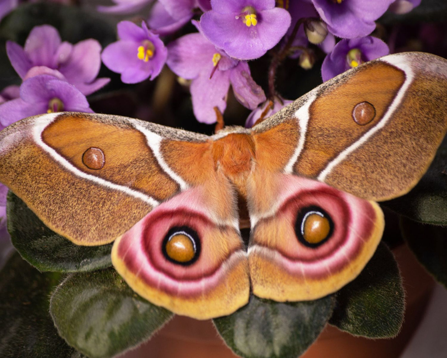 Mariposa - Antherina suraka