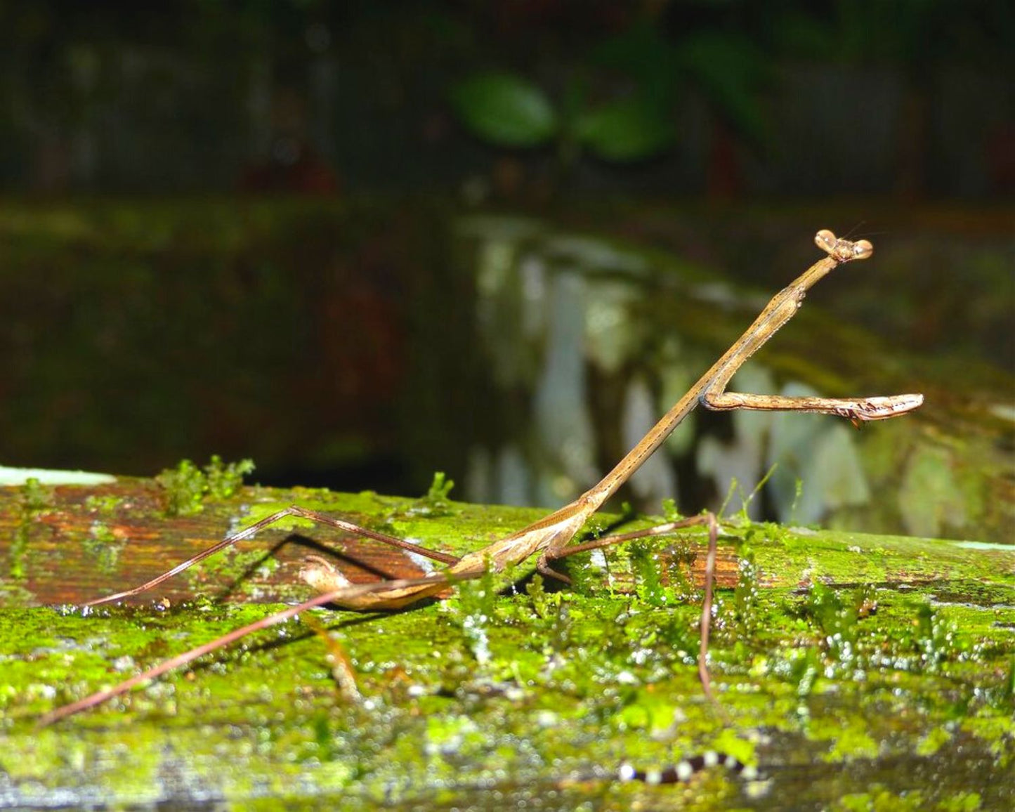 Mantis - Euchomenella heteroptera